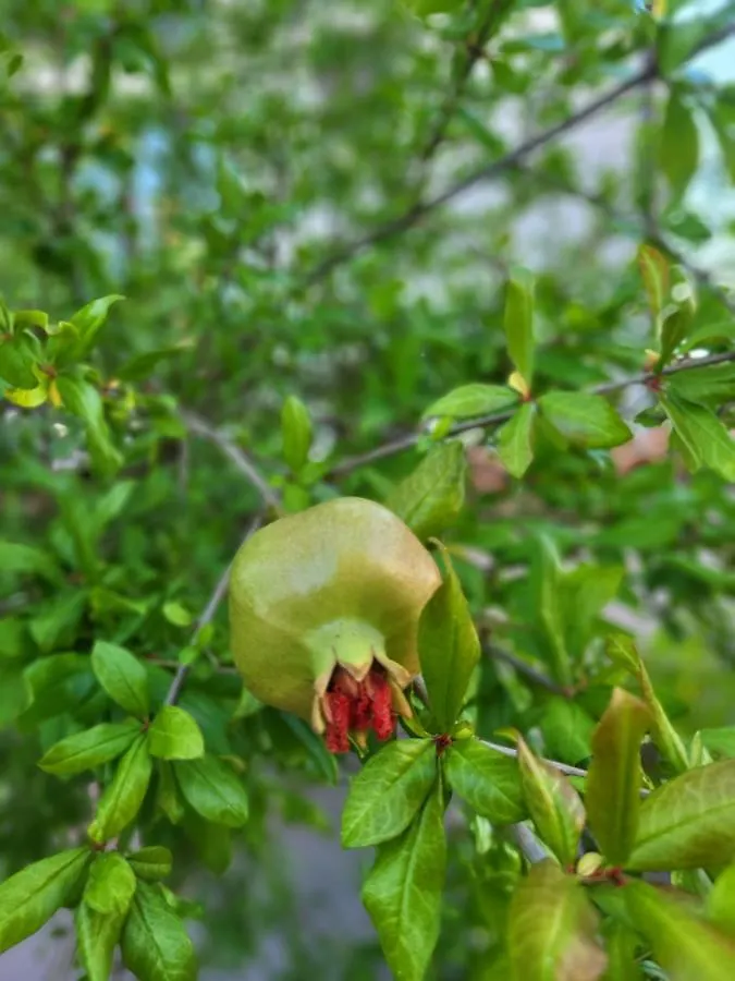 מאלינסקה Malinsummer Apartments קרואטיה