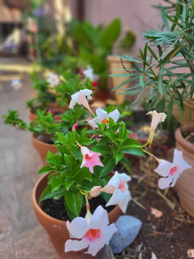 מאלינסקה Malinsummer Apartments 0*,  קרואטיה